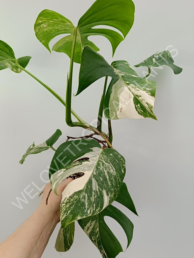 Monstera variegata albo