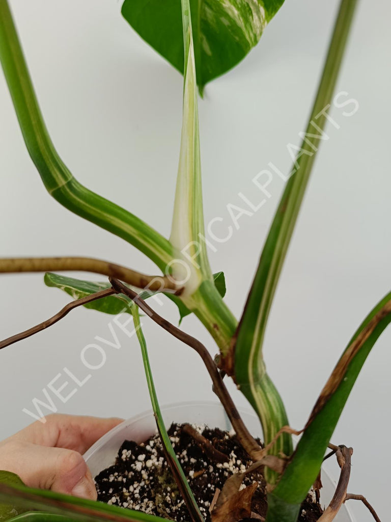 Monstera variegata albo