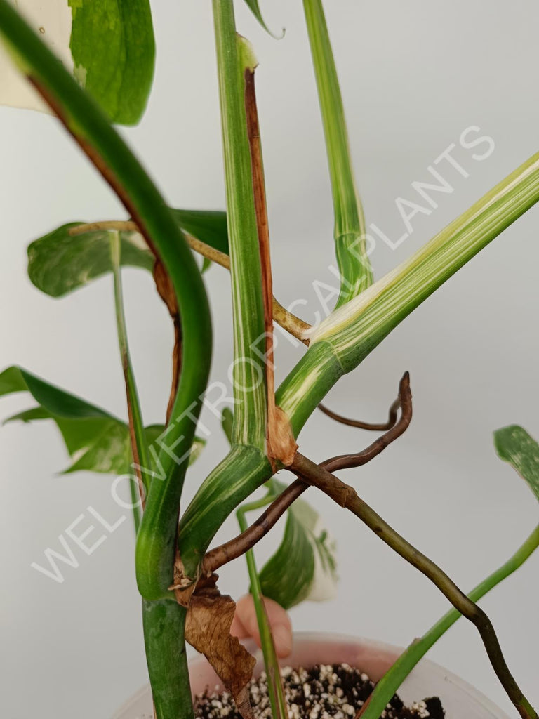 Monstera variegata albo