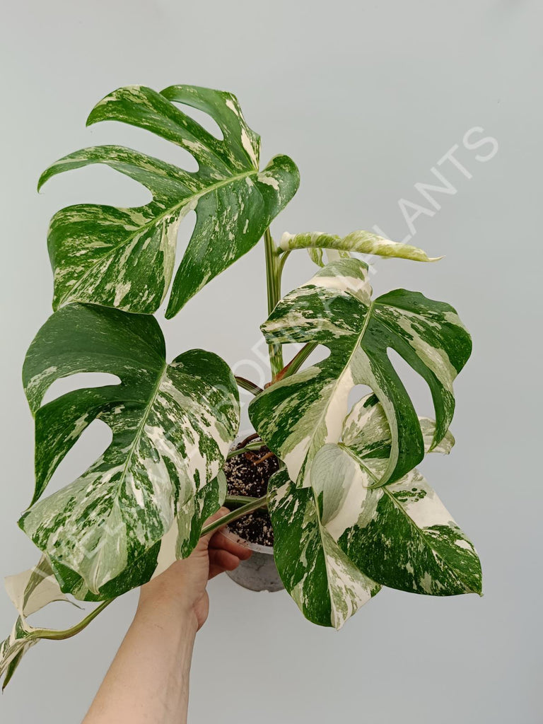 Monstera variegata albo