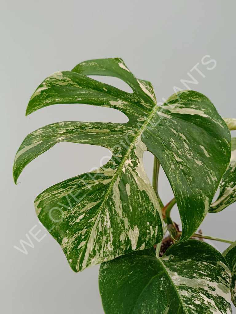 Monstera variegata albo