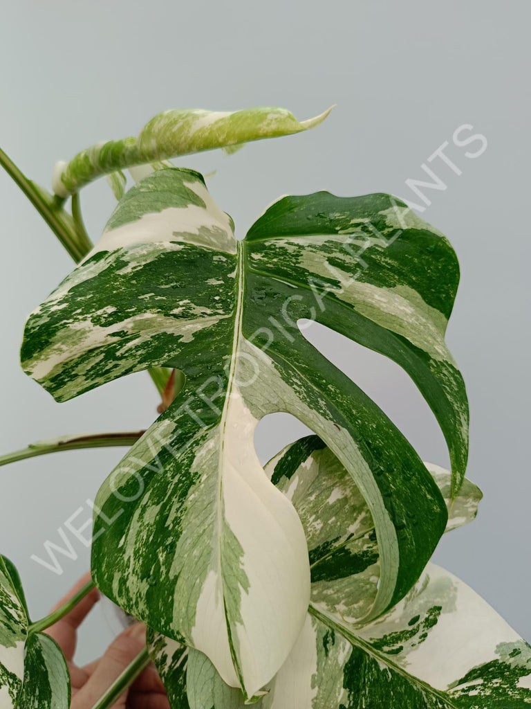 Monstera variegata albo