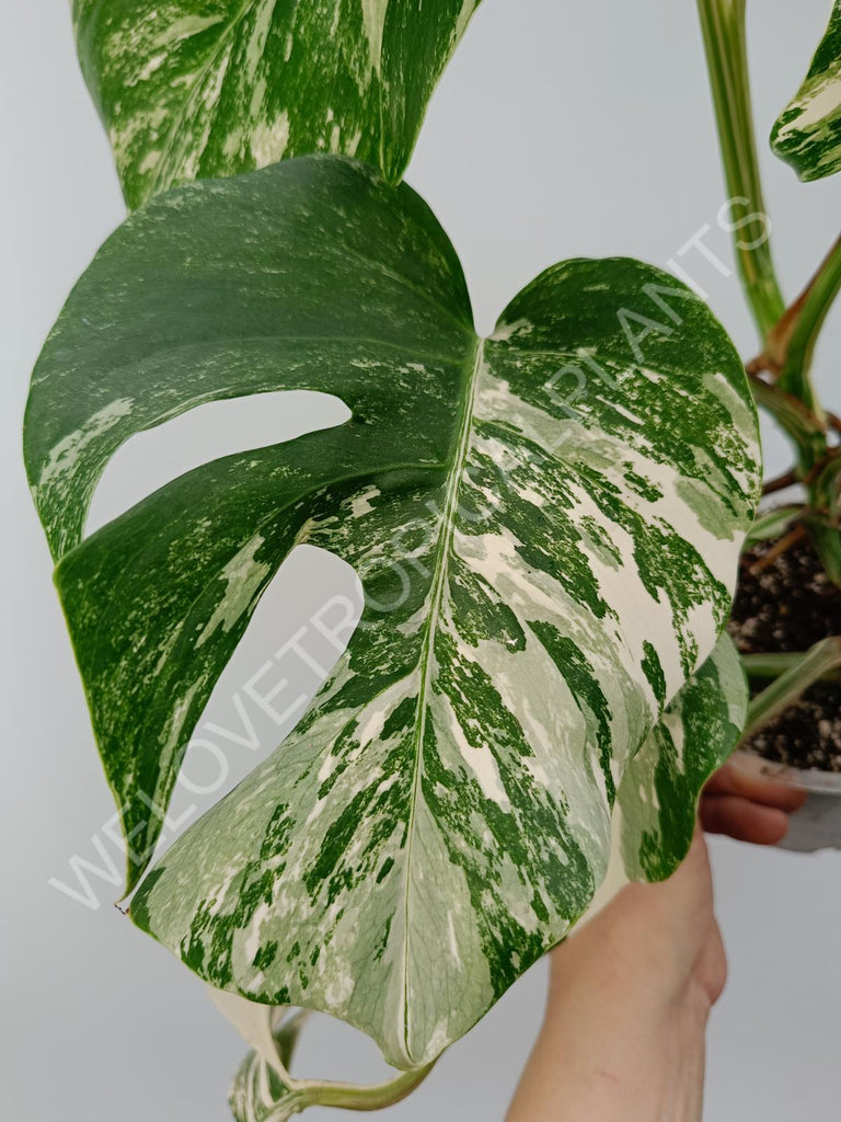 Monstera variegata albo