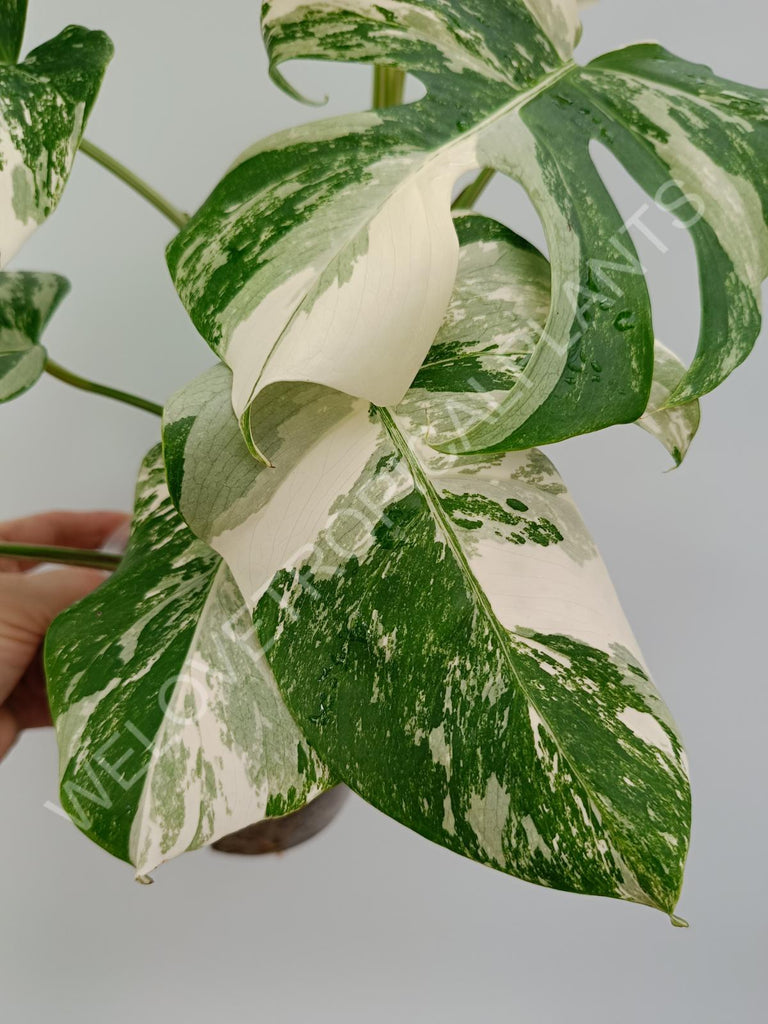 Monstera variegata albo