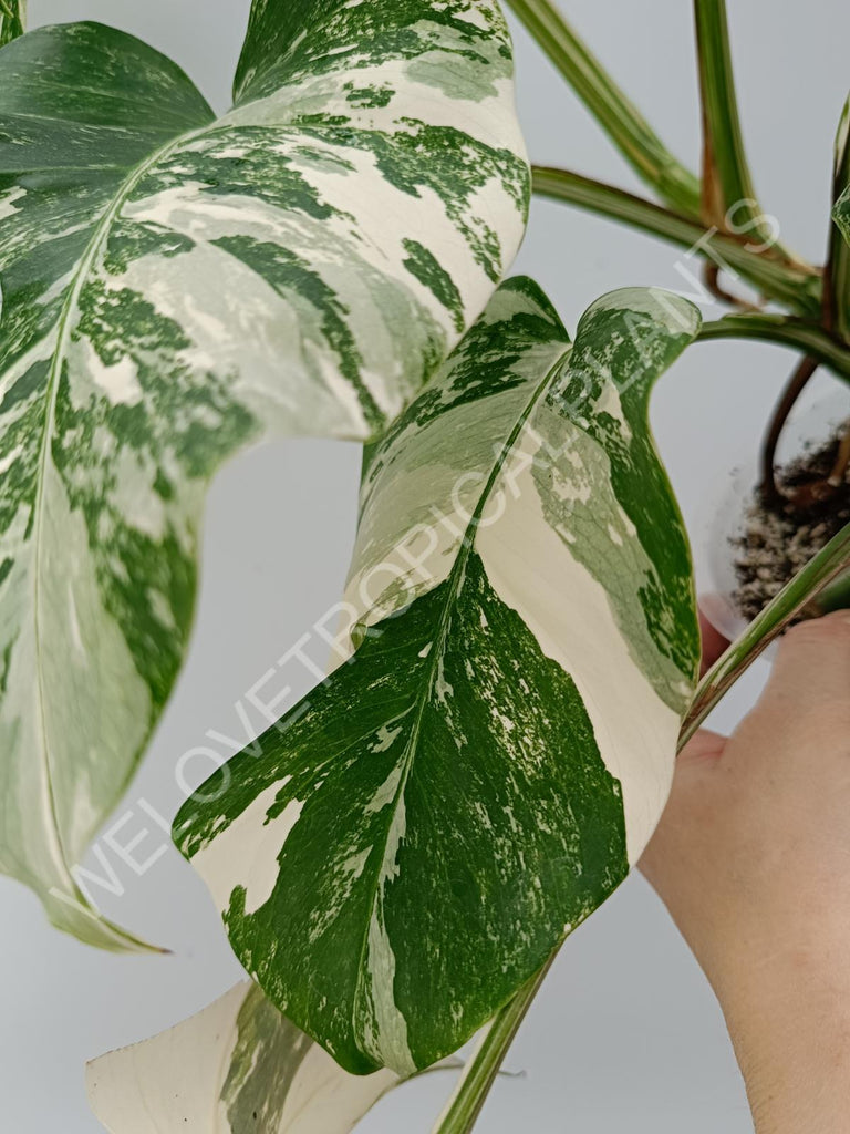 Monstera variegata albo