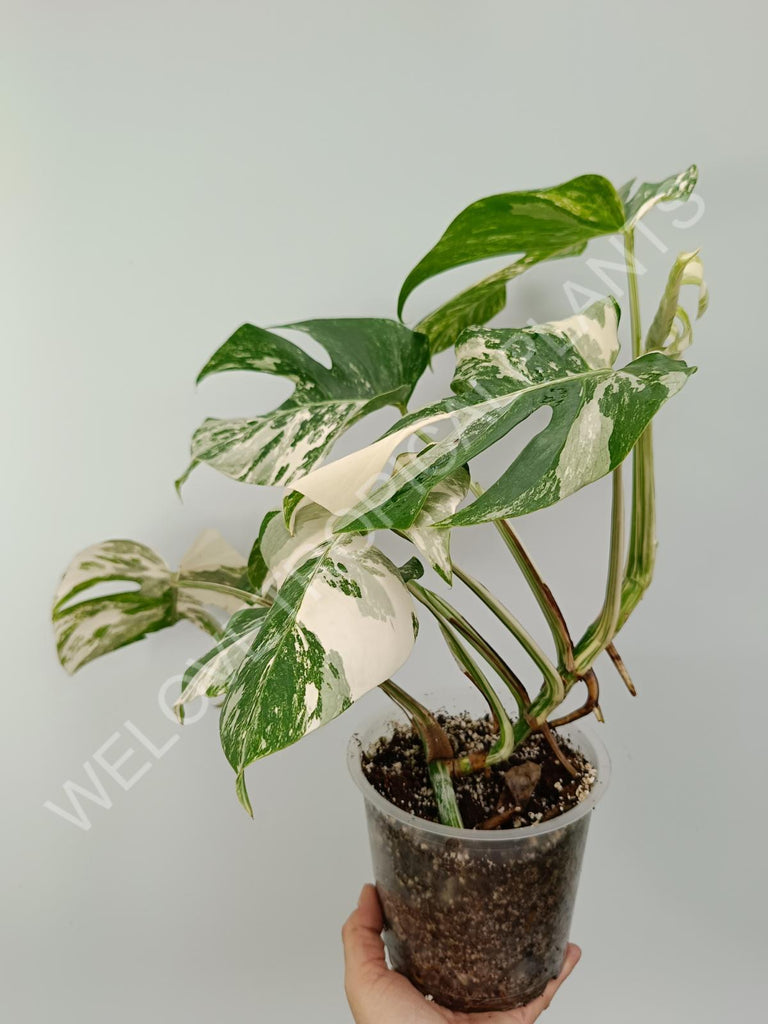 Monstera variegata albo