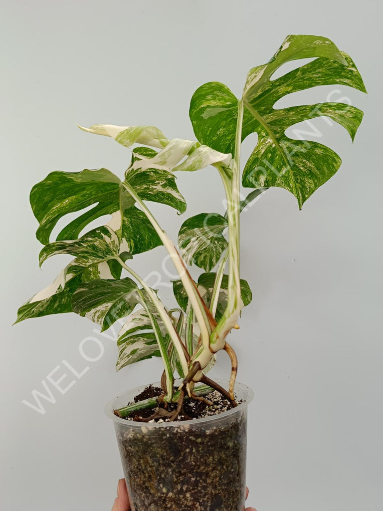 Monstera variegata albo