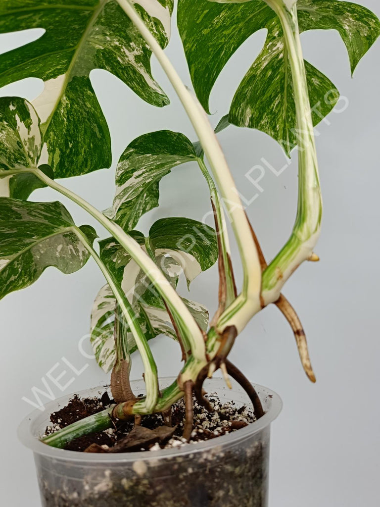 Monstera variegata albo