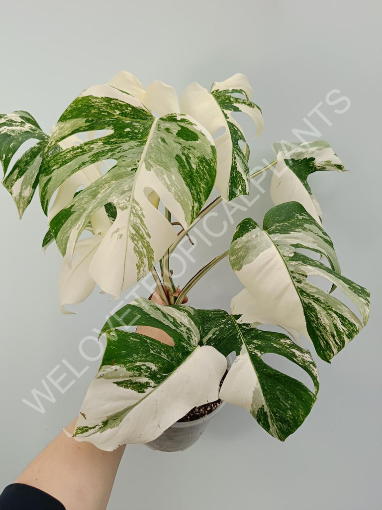 Monstera variegata albo with extra variegation