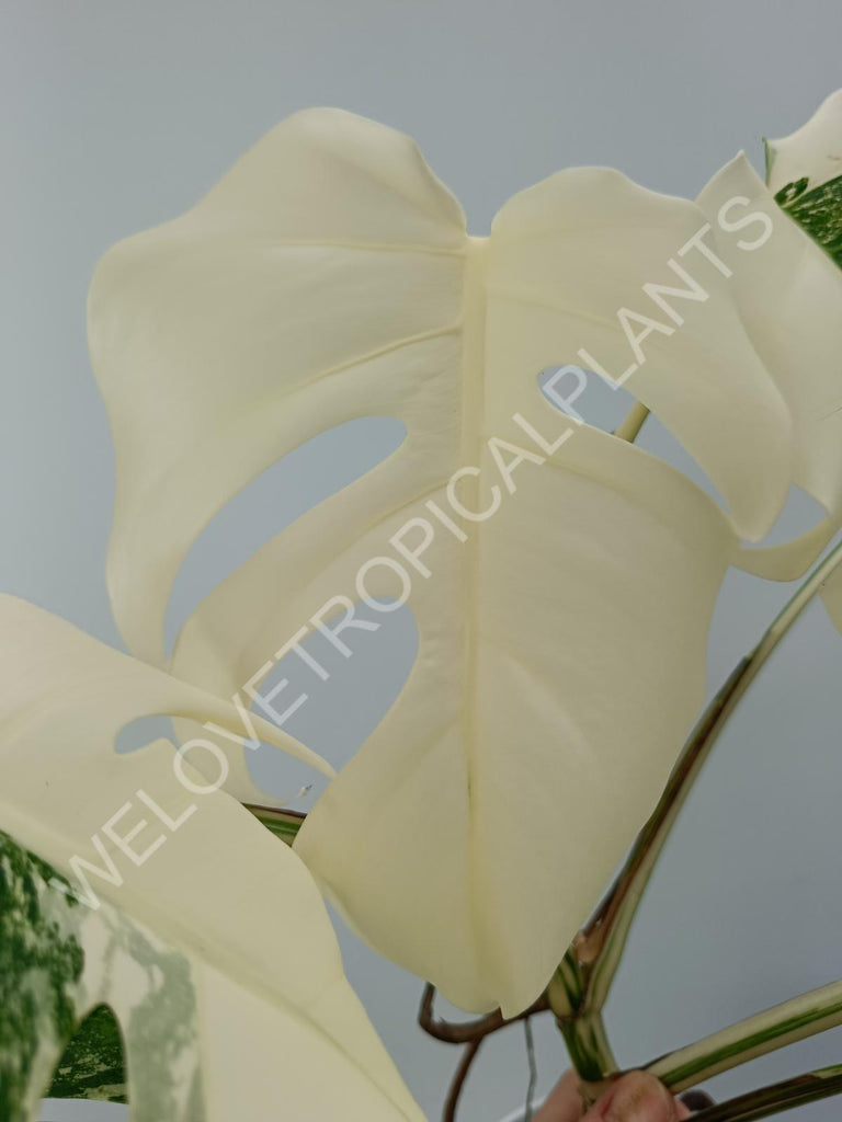 Monstera variegata albo with extra variegation