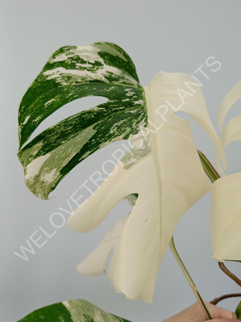 Monstera variegata albo with extra variegation