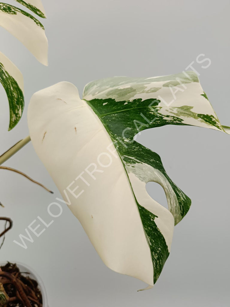 Monstera variegata albo with extra variegation