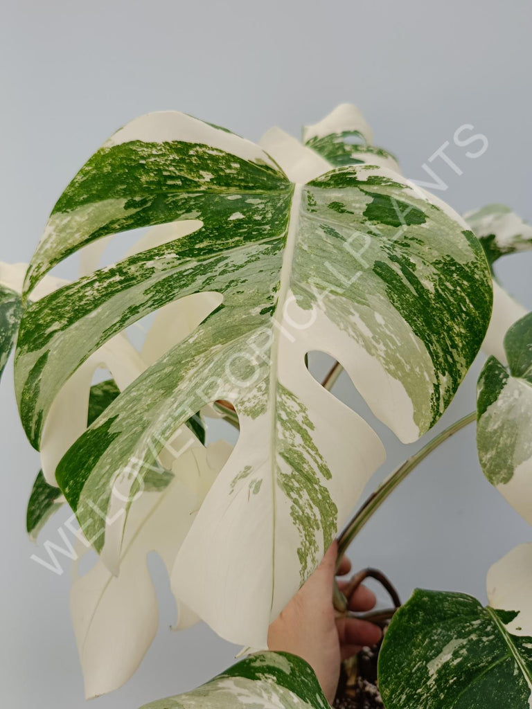 Monstera variegata albo with extra variegation