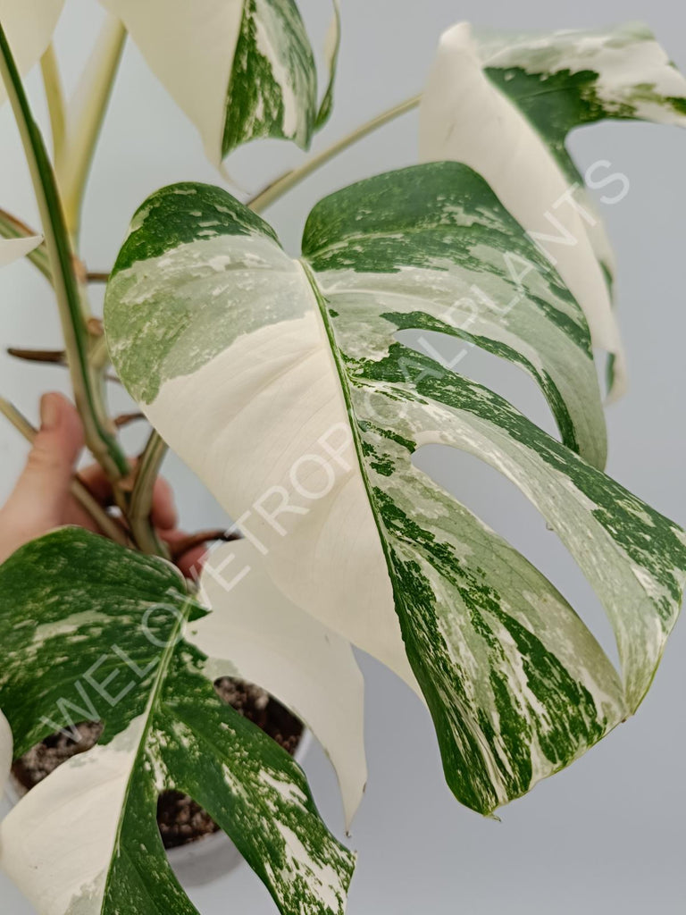 Monstera variegata albo with extra variegation