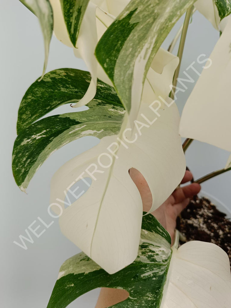 Monstera variegata albo with extra variegation