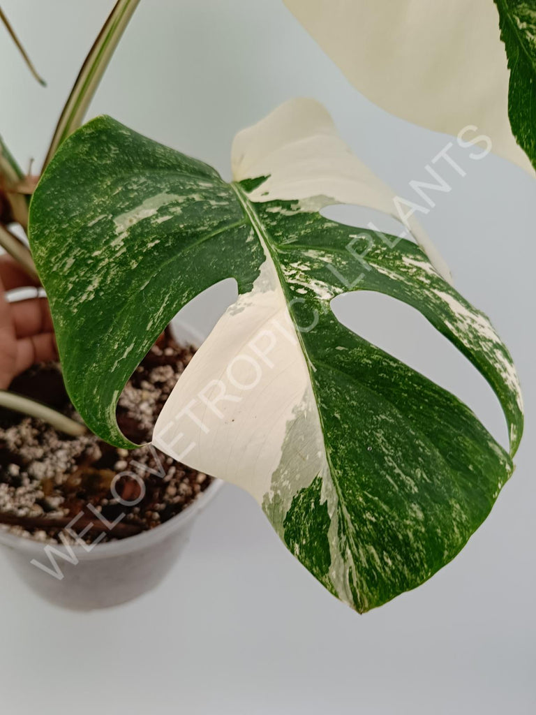 Monstera variegata albo with extra variegation