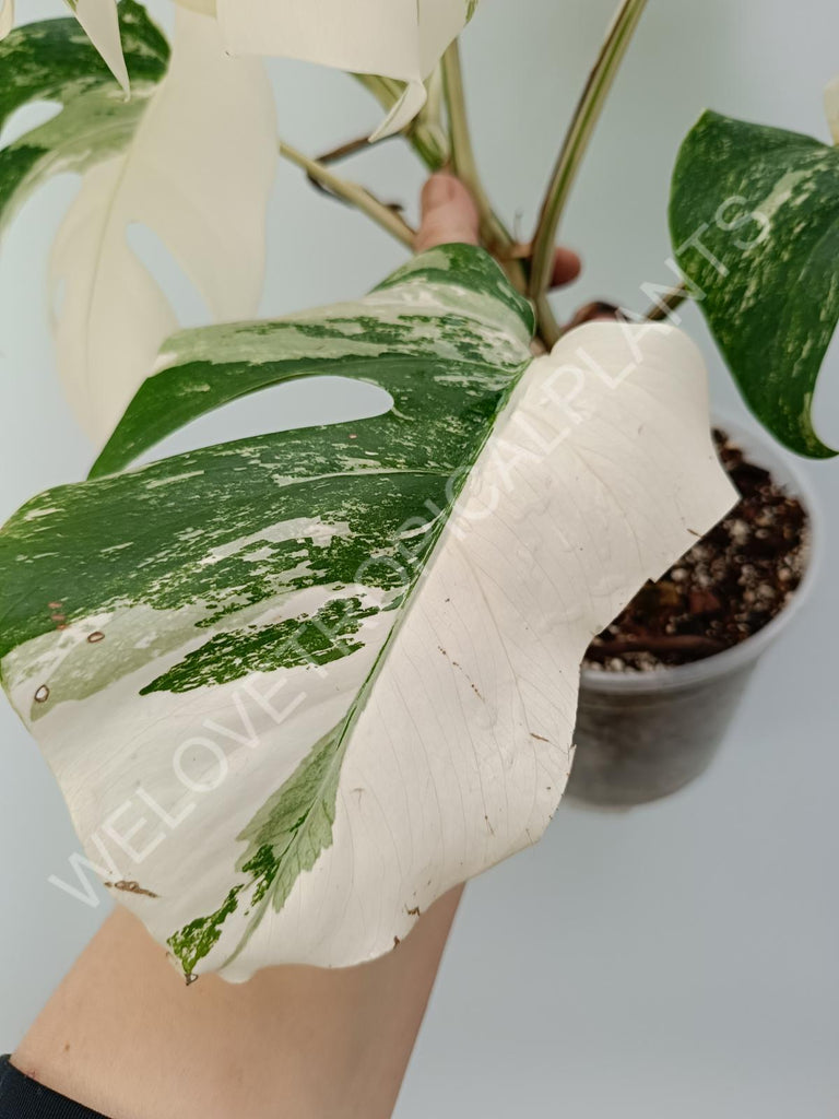 Monstera variegata albo with extra variegation