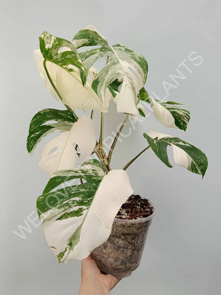 Monstera variegata albo with extra variegation