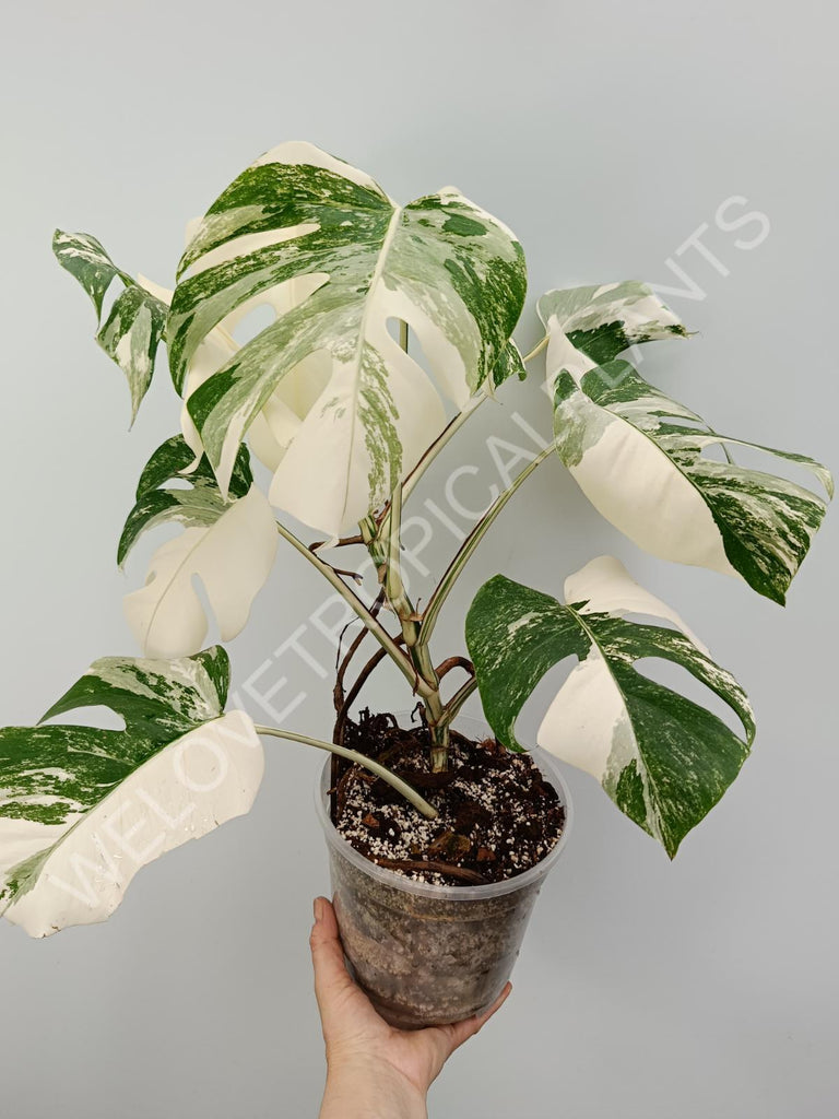 Monstera variegata albo with extra variegation