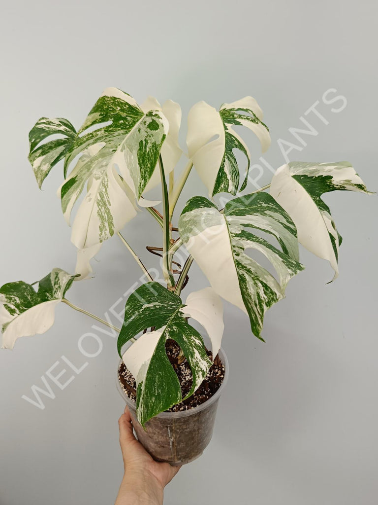 Monstera variegata albo with extra variegation