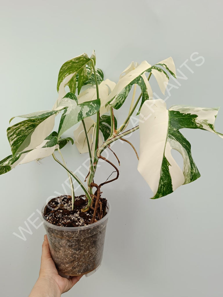 Monstera variegata albo with extra variegation