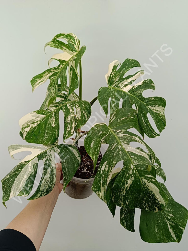 Monstera variegata albo