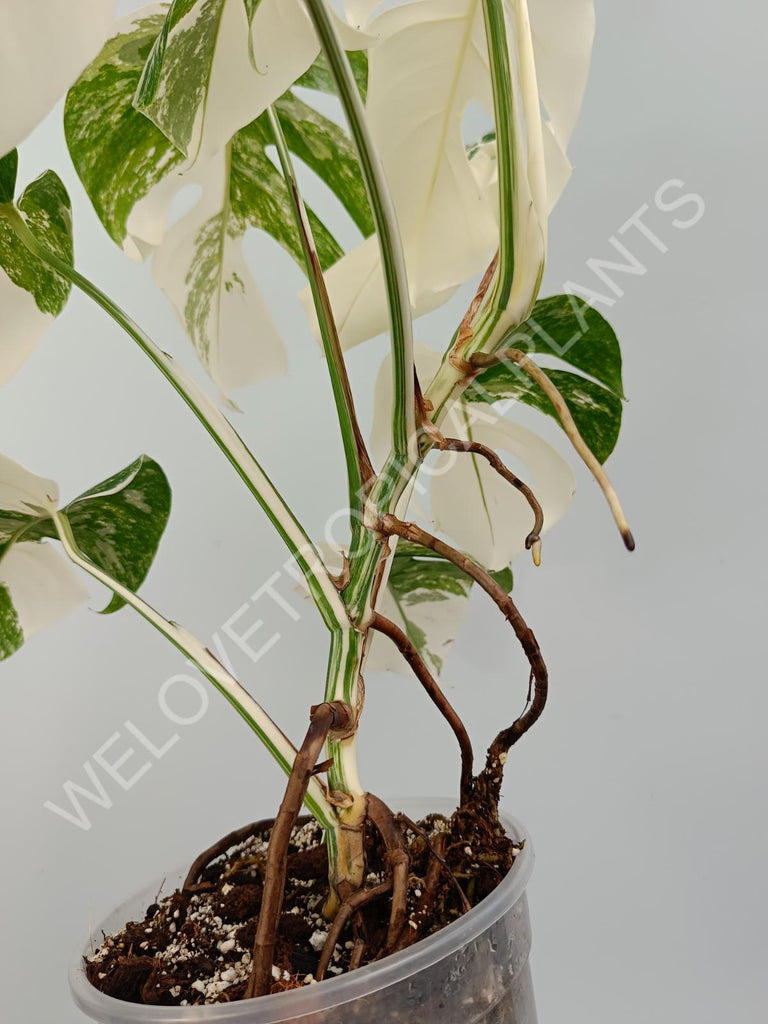 Monstera variegata albo with extra variegation