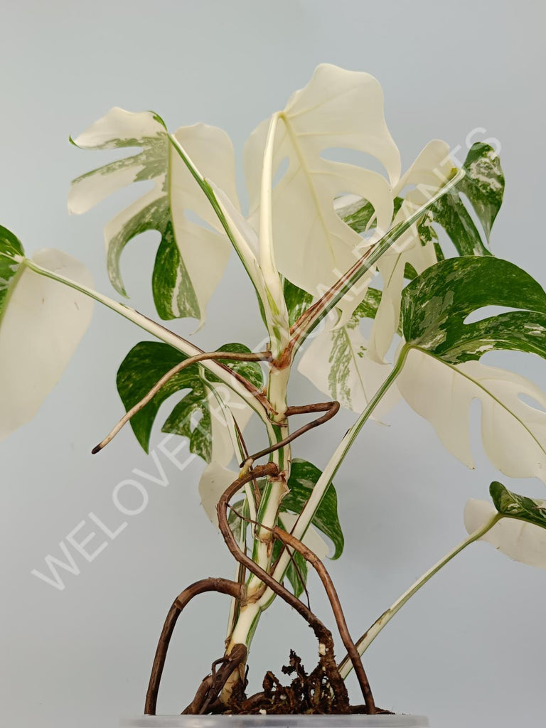 Monstera variegata albo with extra variegation