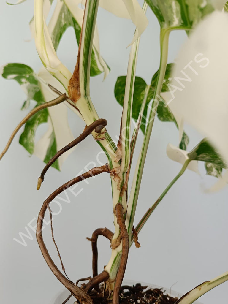 Monstera variegata albo with extra variegation