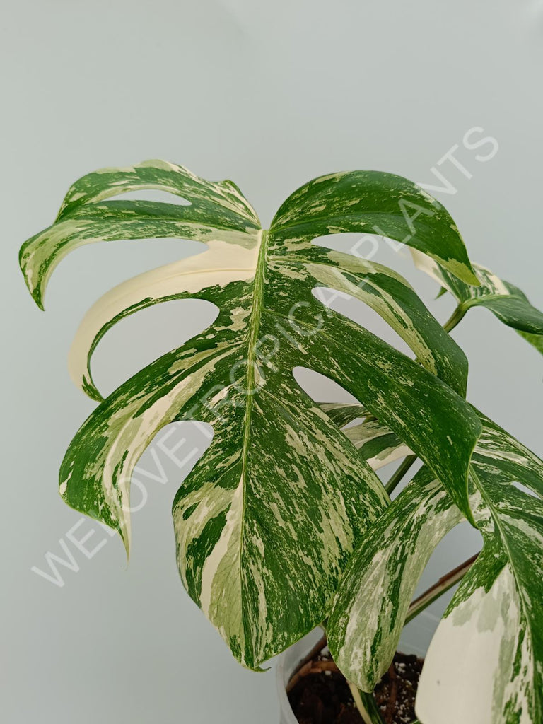 Monstera variegata albo