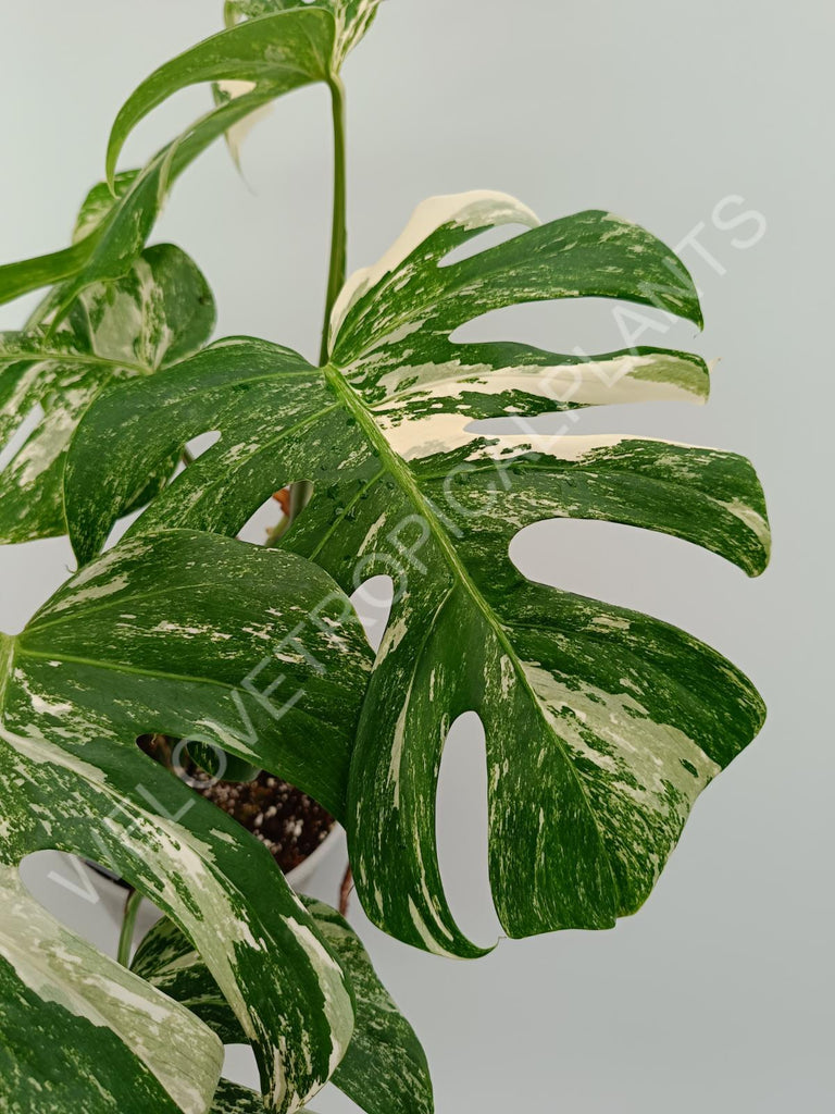 Monstera variegata albo