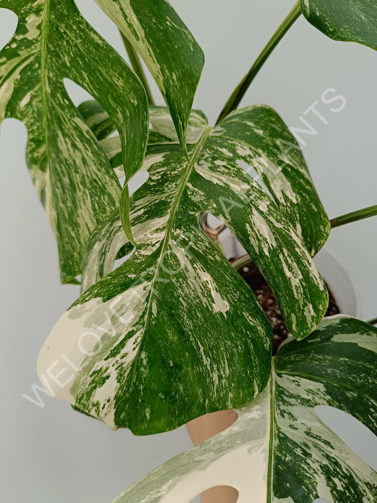 Monstera variegata albo