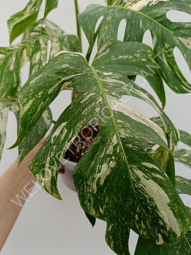 Monstera variegata albo