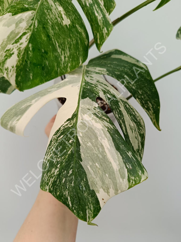 Monstera variegata albo