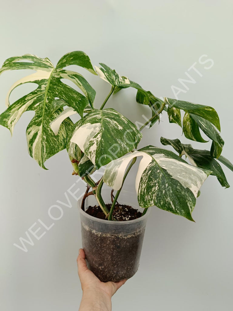 Monstera variegata albo