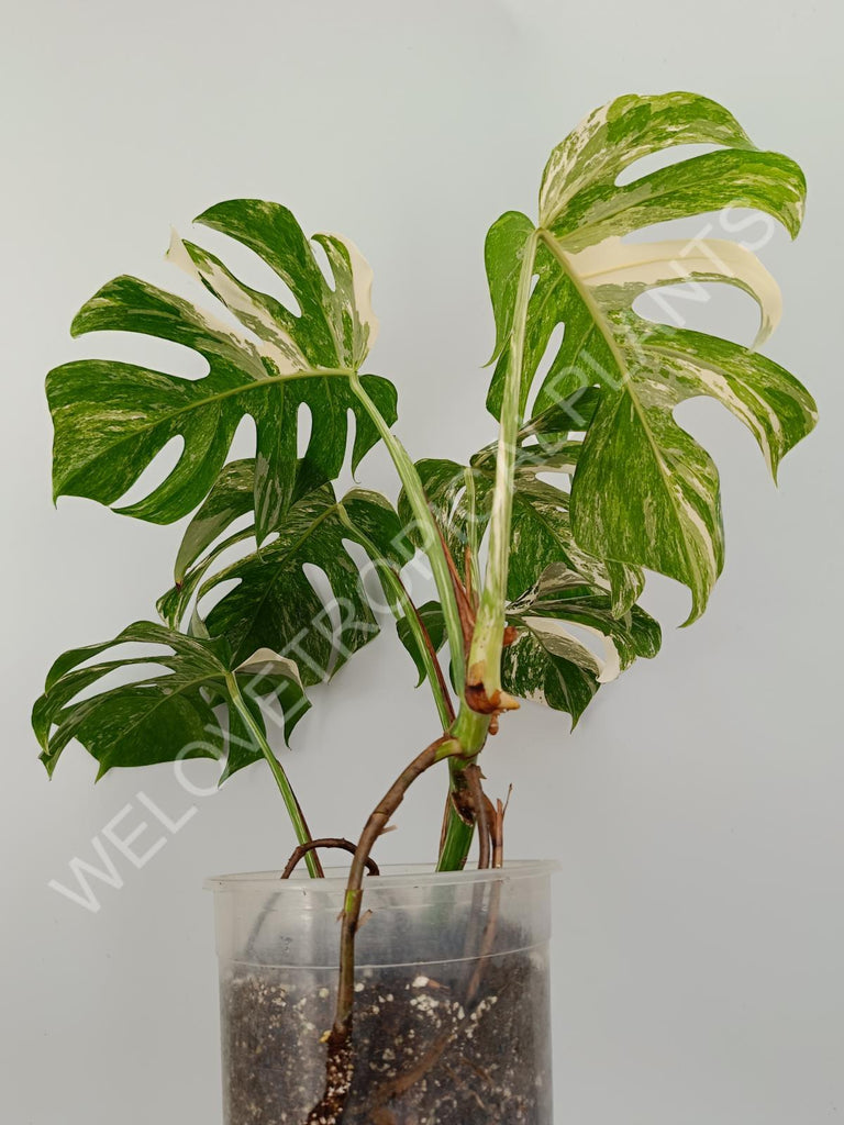 Monstera variegata albo