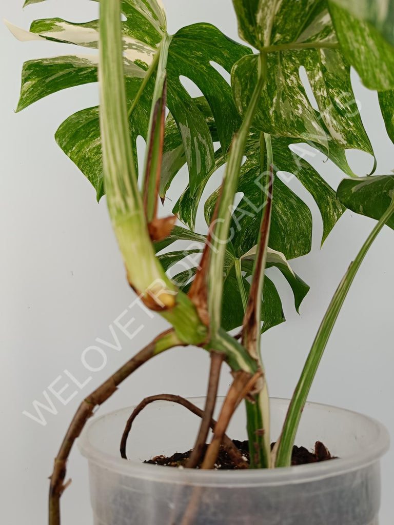 Monstera variegata albo