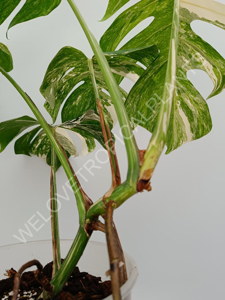 Monstera variegata albo