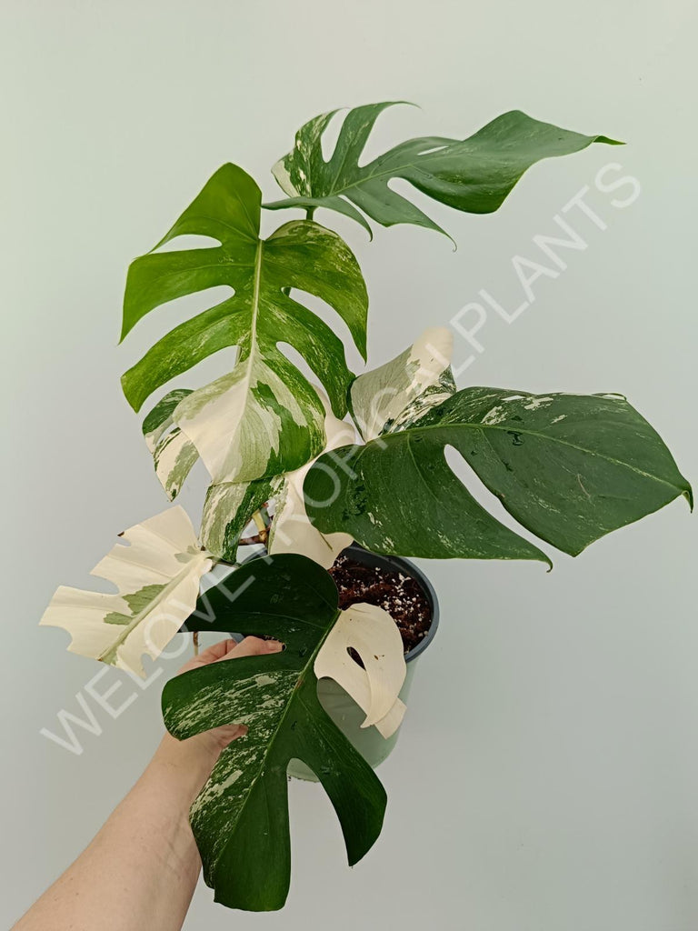 Monstera variegata albo