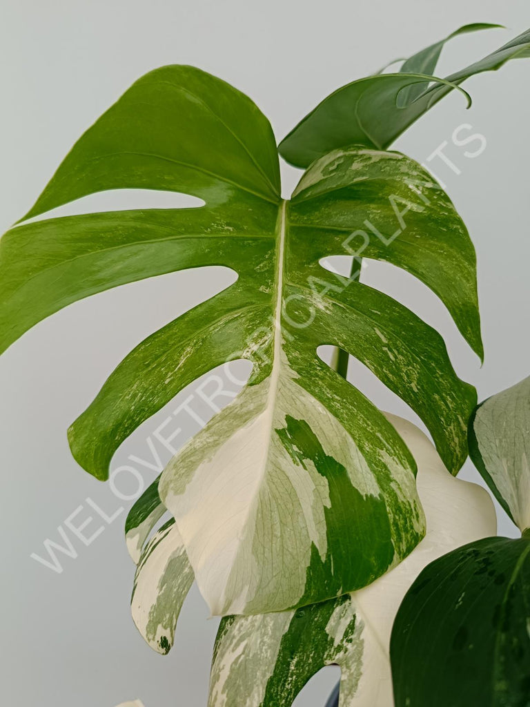 Monstera variegata albo