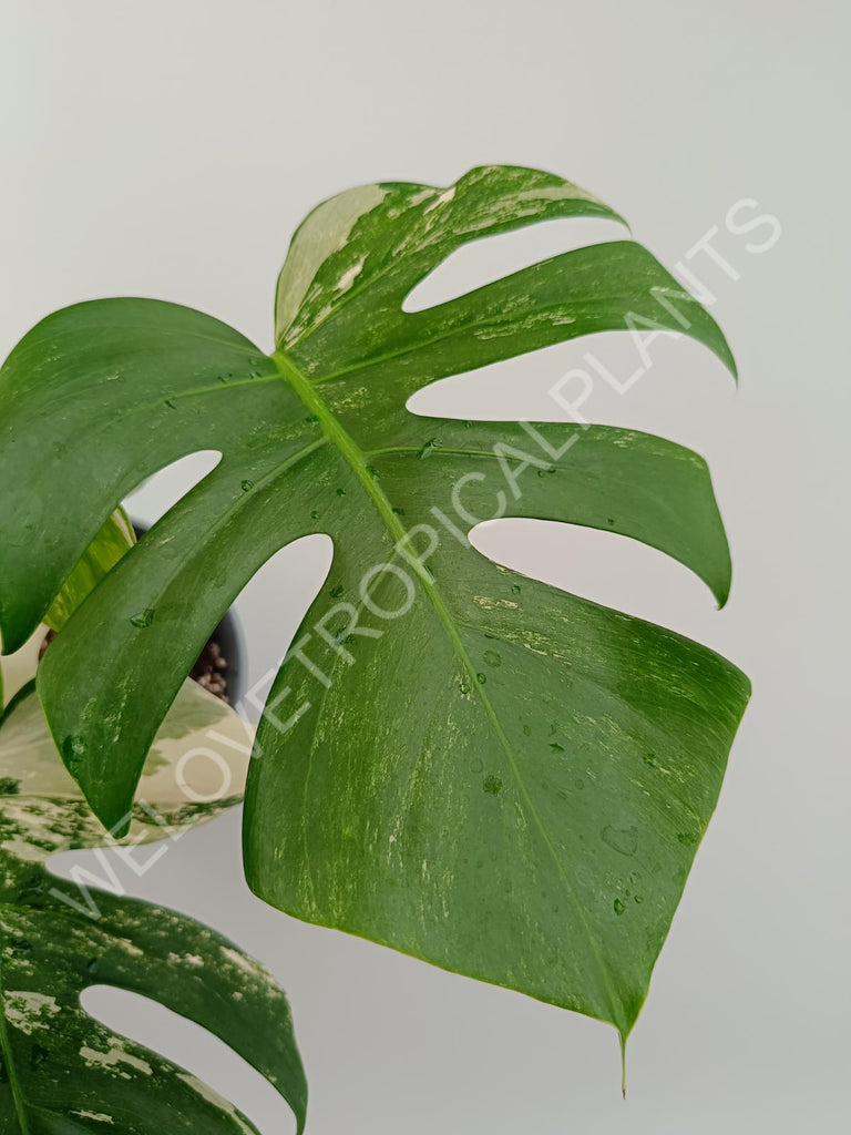 Monstera variegata albo