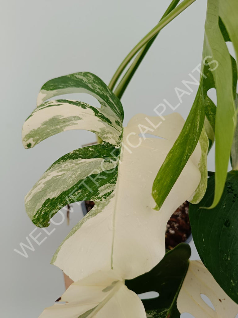 Monstera variegata albo