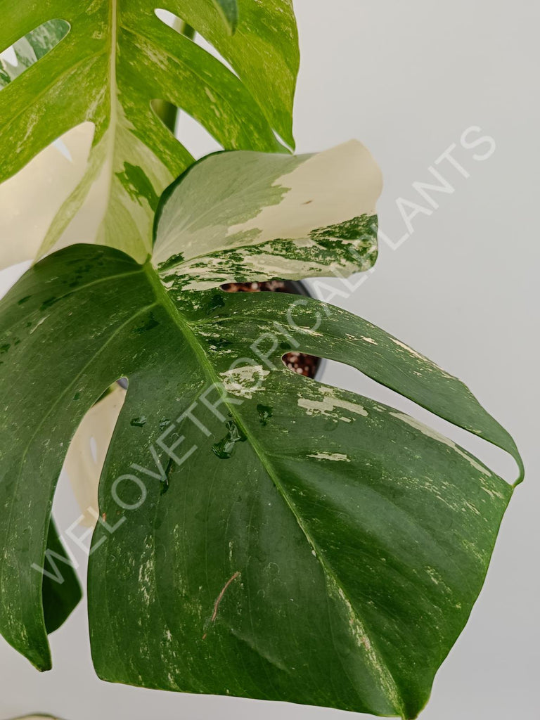 Monstera variegata albo