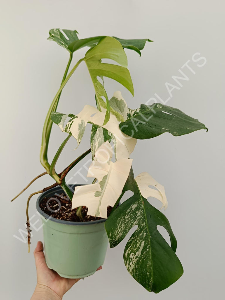 Monstera variegata albo