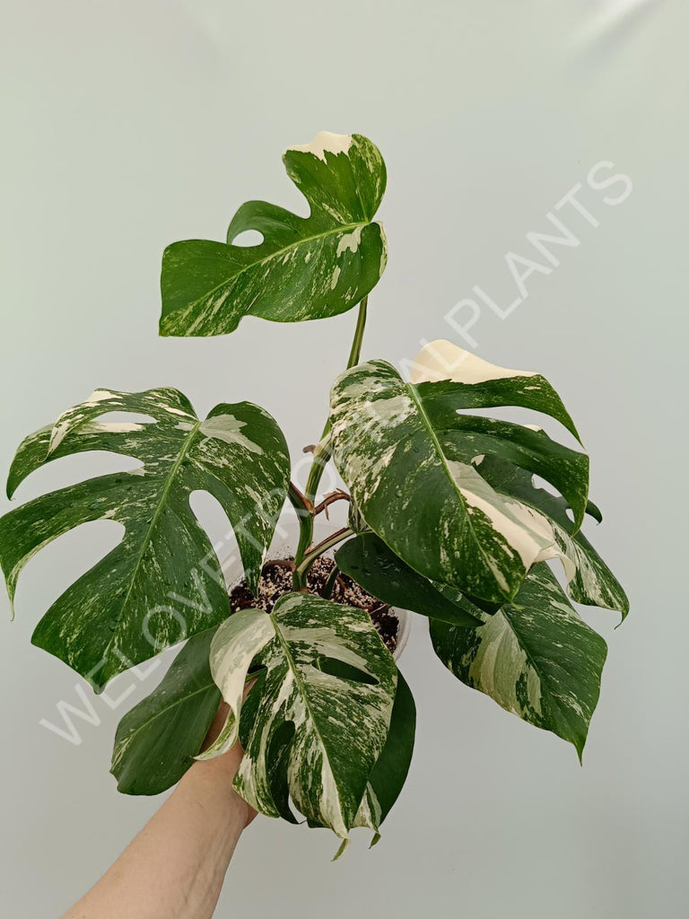 Monstera variegata albo