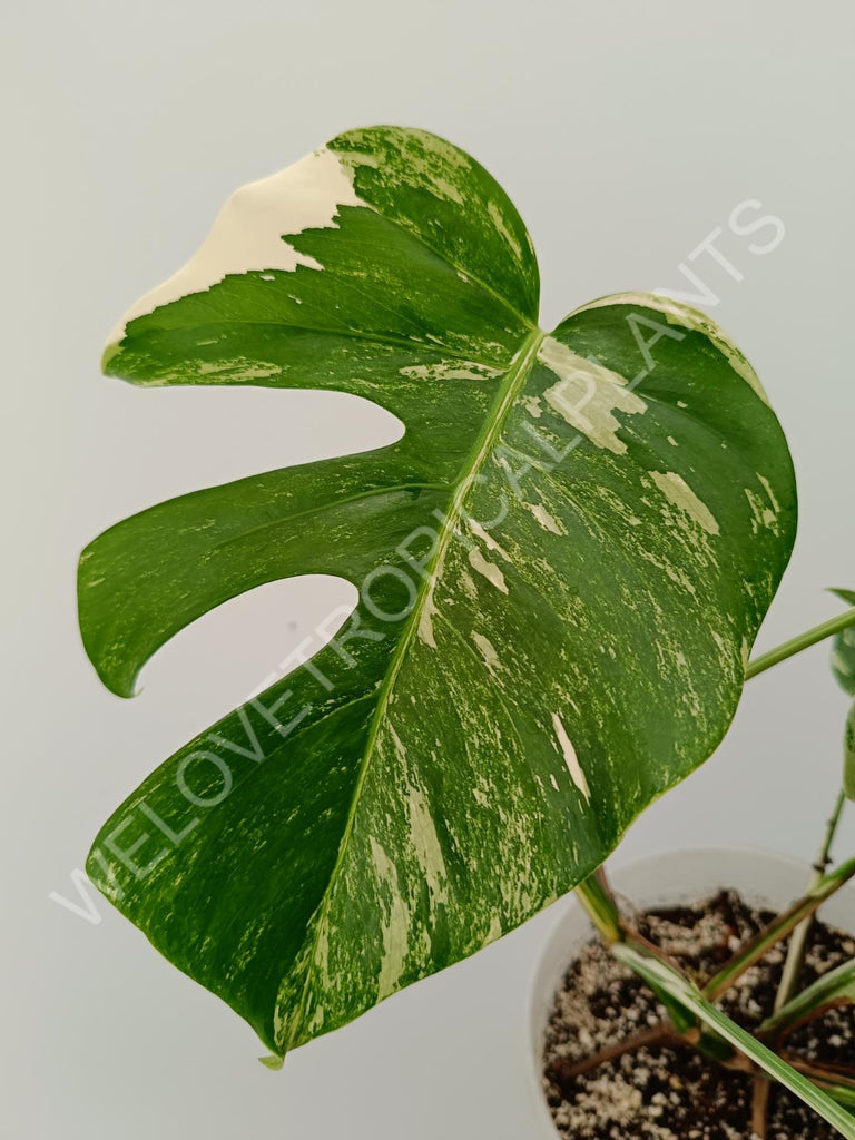 Monstera variegata albo