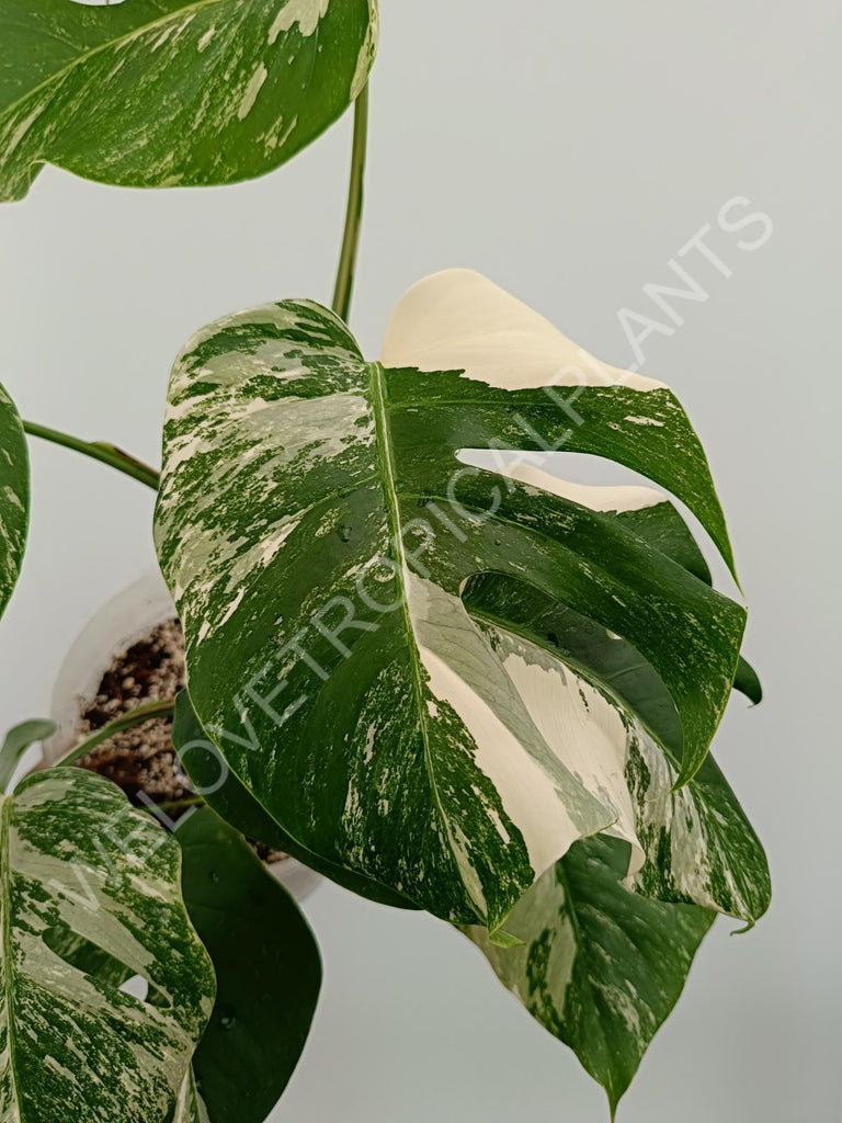 Monstera variegata albo