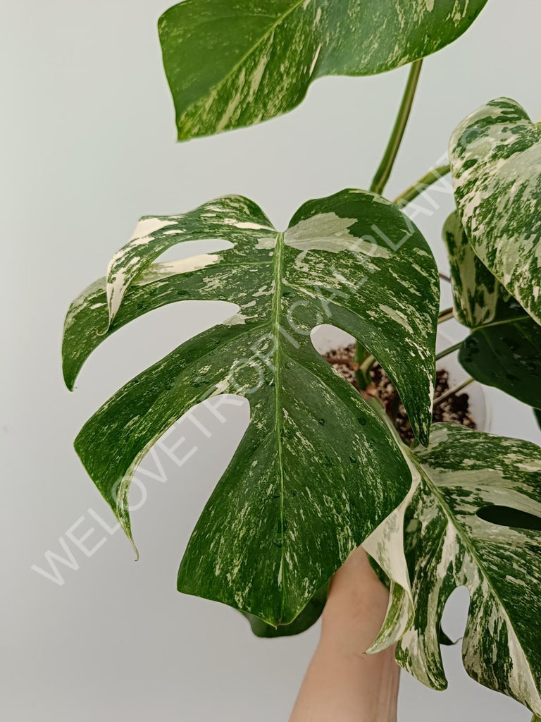 Monstera variegata albo