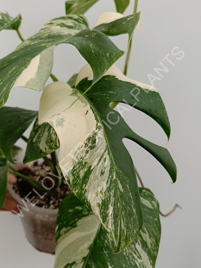 Monstera variegata albo