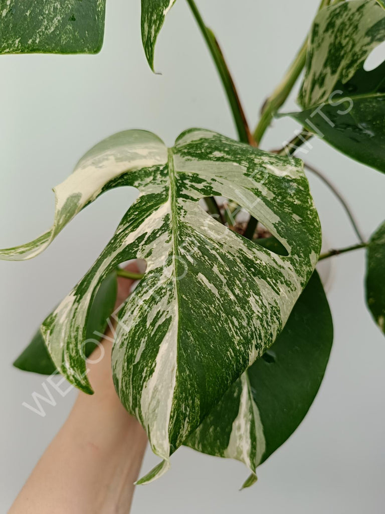 Monstera variegata albo